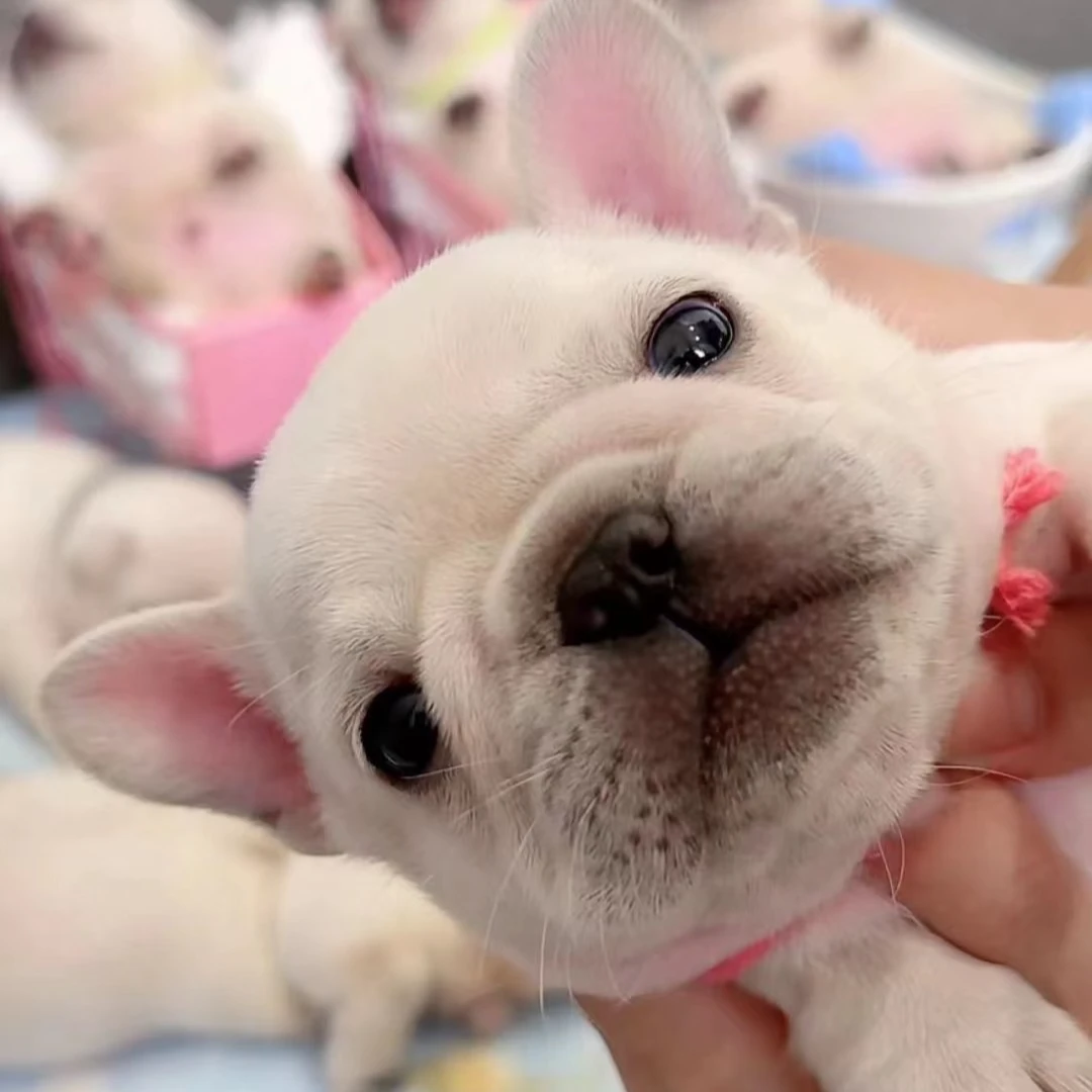 诺比法斗犬舍法斗幼犬活体定金链接