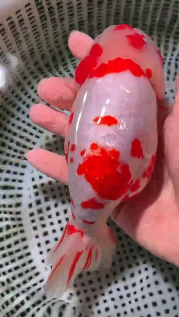 金鱼（运费自理，马印灯照射）福州追鱼兰寿金鱼