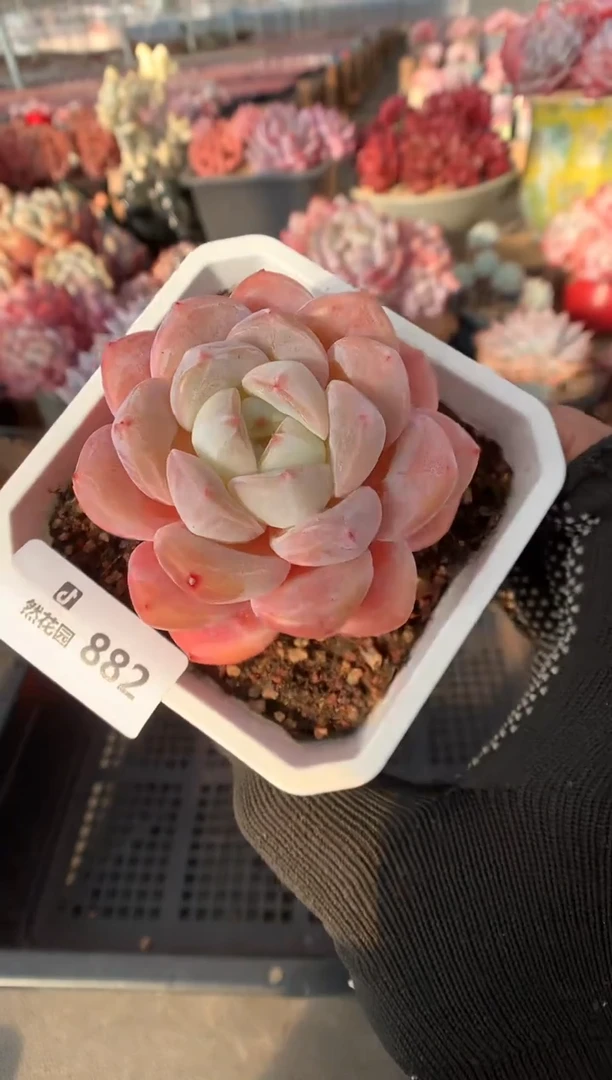 882糖心多肉植物一物一拍