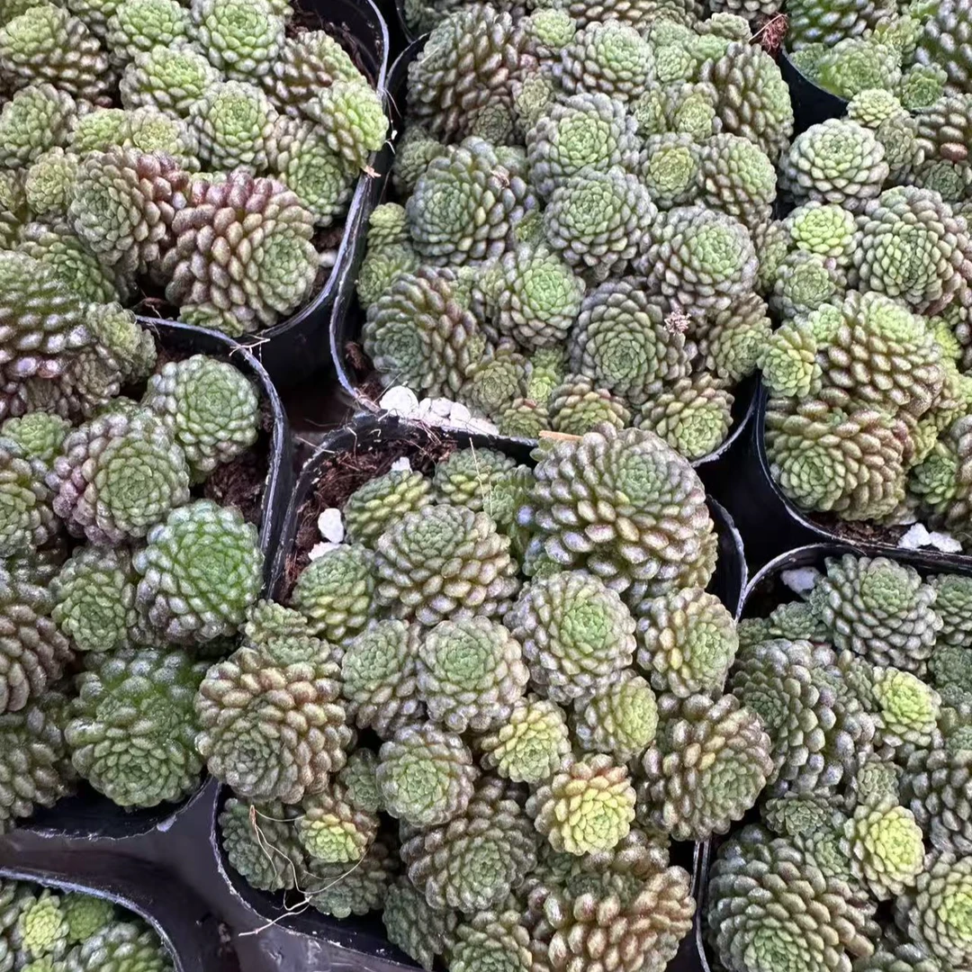 开花瑞典魔男多肉植物盆栽 黑色系新手好养活长生草 满9.9包邮