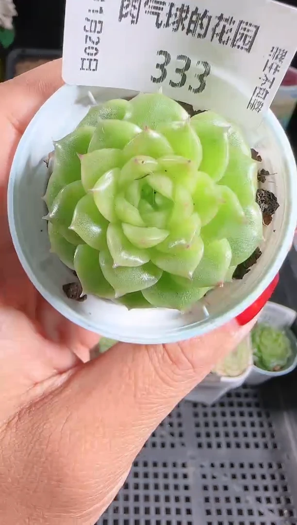 1120-333xx34群生不包整