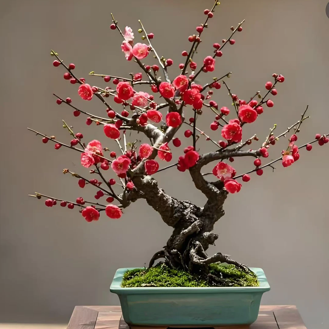【造型】红梅梅花盆栽地栽南北方养殖带花芽发货