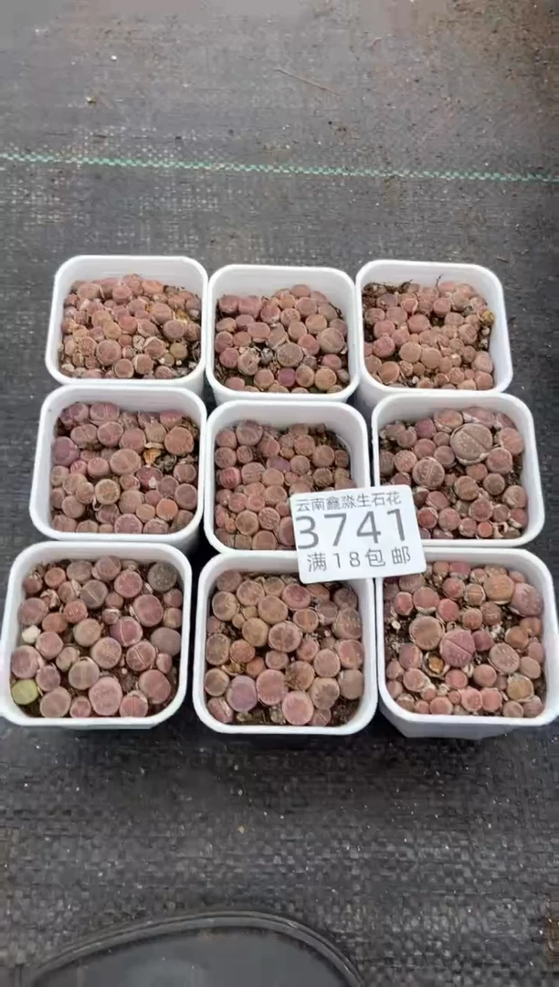 3741特价5.5方橄榄玉有疤瑕疵发货1盒量拍