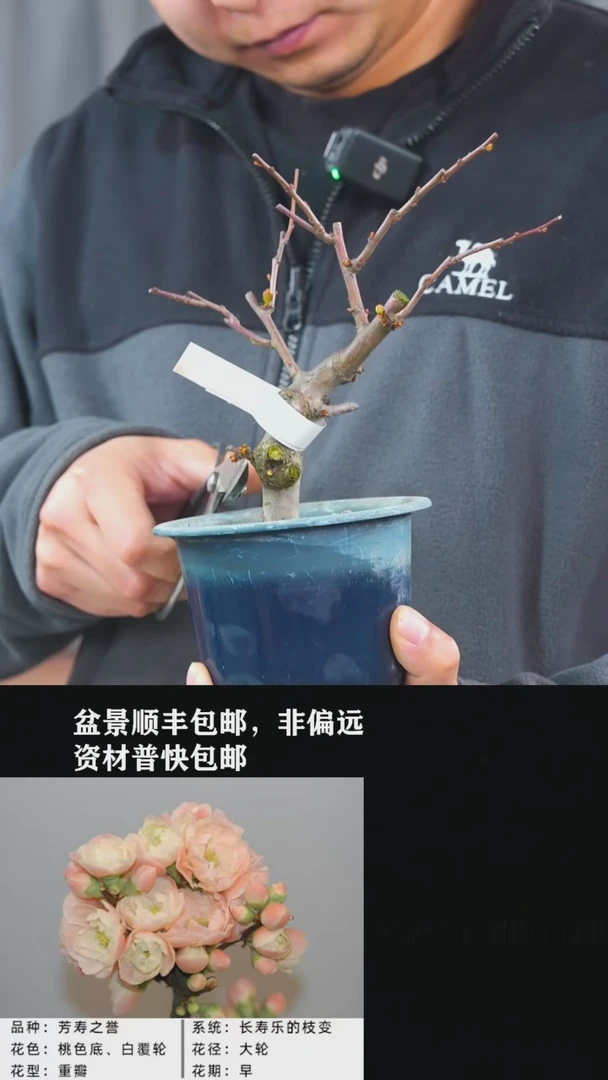 【闪购商品】-芳寿之誉-Y33