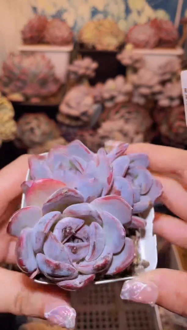 【闪购商品】112黑橙子