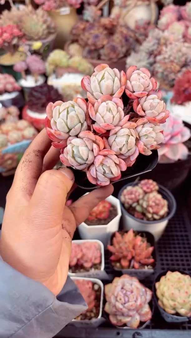 【闪购商品】7918群生贝瑞多肉