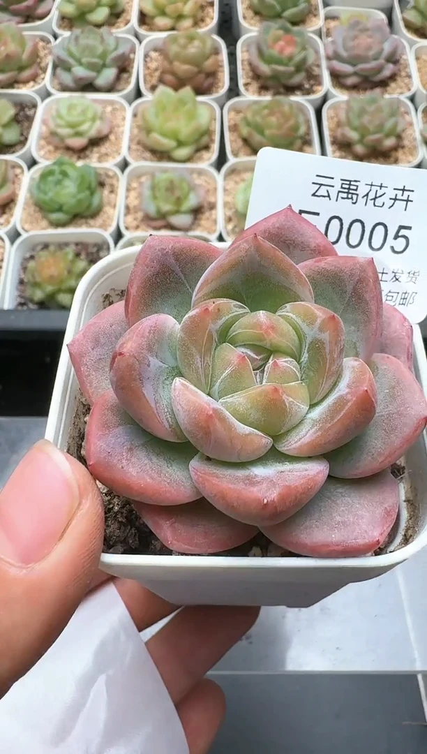 005E云禹多肉植物 带盆土纸巾打包 3颗包邮
