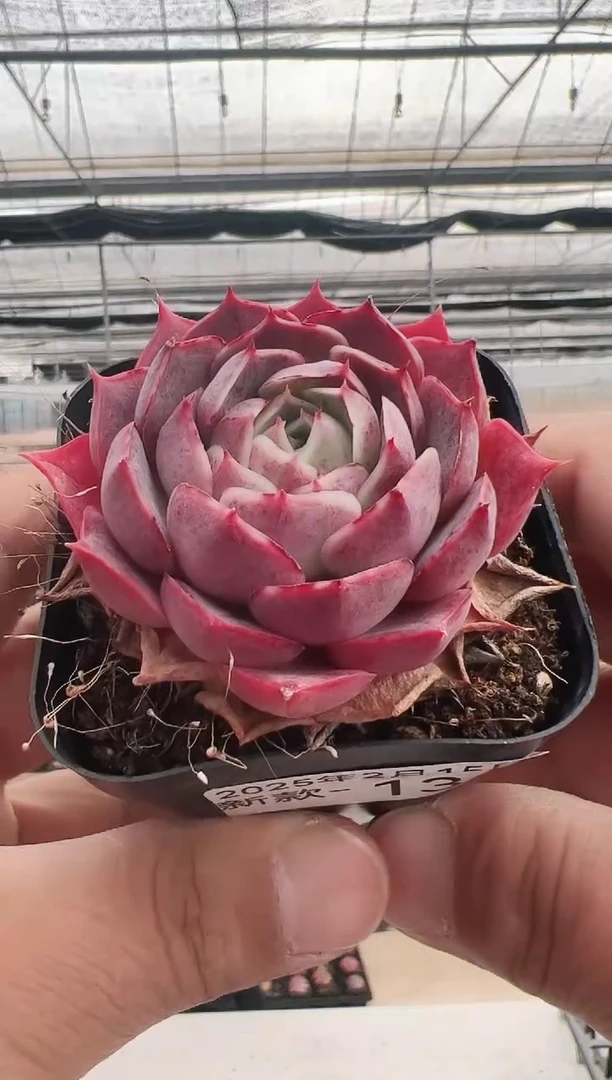 【闪购商品】新款多肉-136