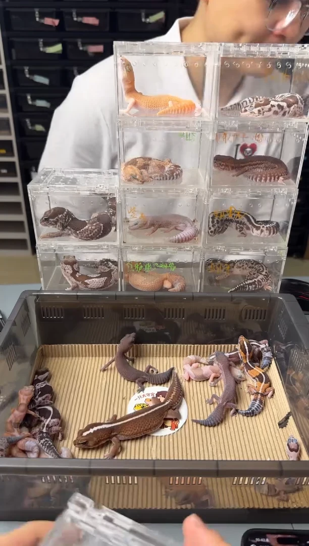 肥尾守宫奶无 直线 妹妹