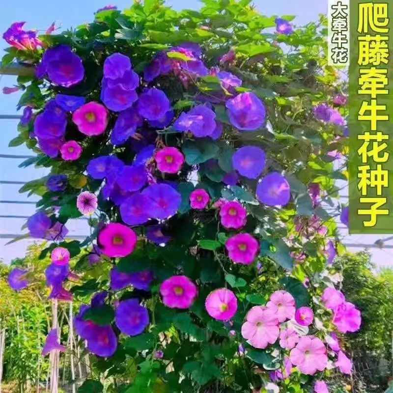 大牵牛花种子爬藤牵牛花耐热耐寒花卉阳台盆栽庭院种植喇叭花种子