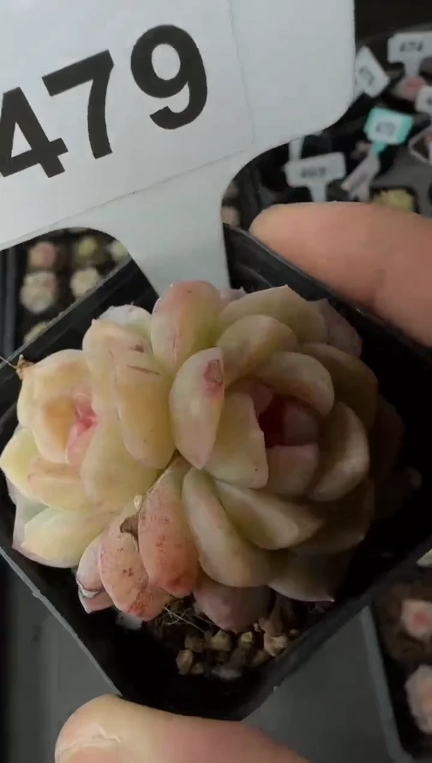 【闪购商品】一物一拍0223—479