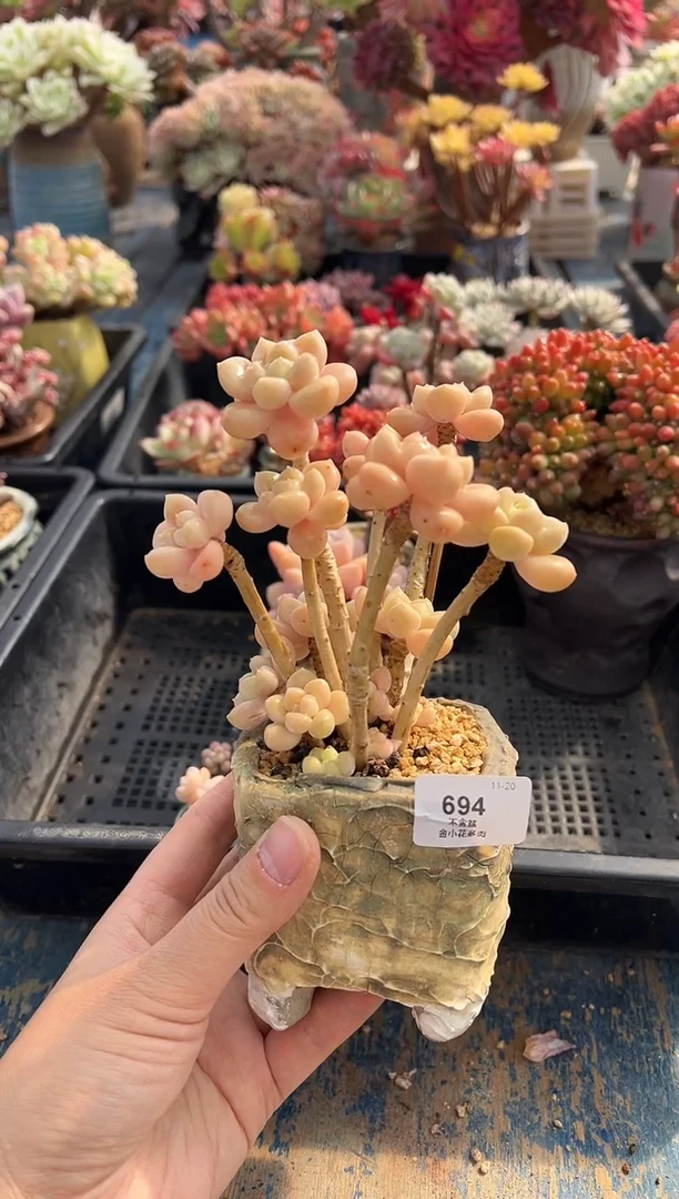 雾?694             不带盆、