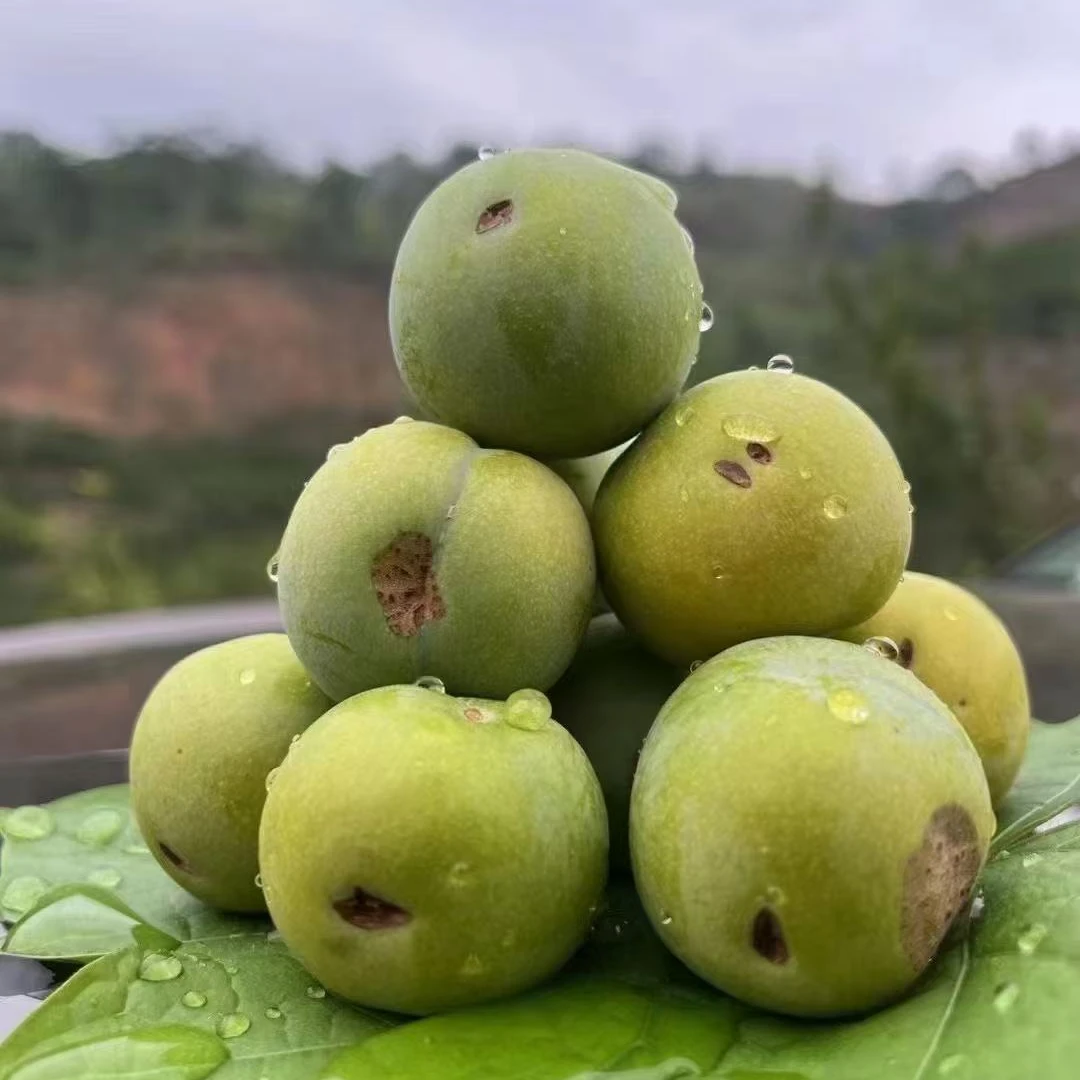 （疤痕果）贵州正中六马蜂糖李伤巴果