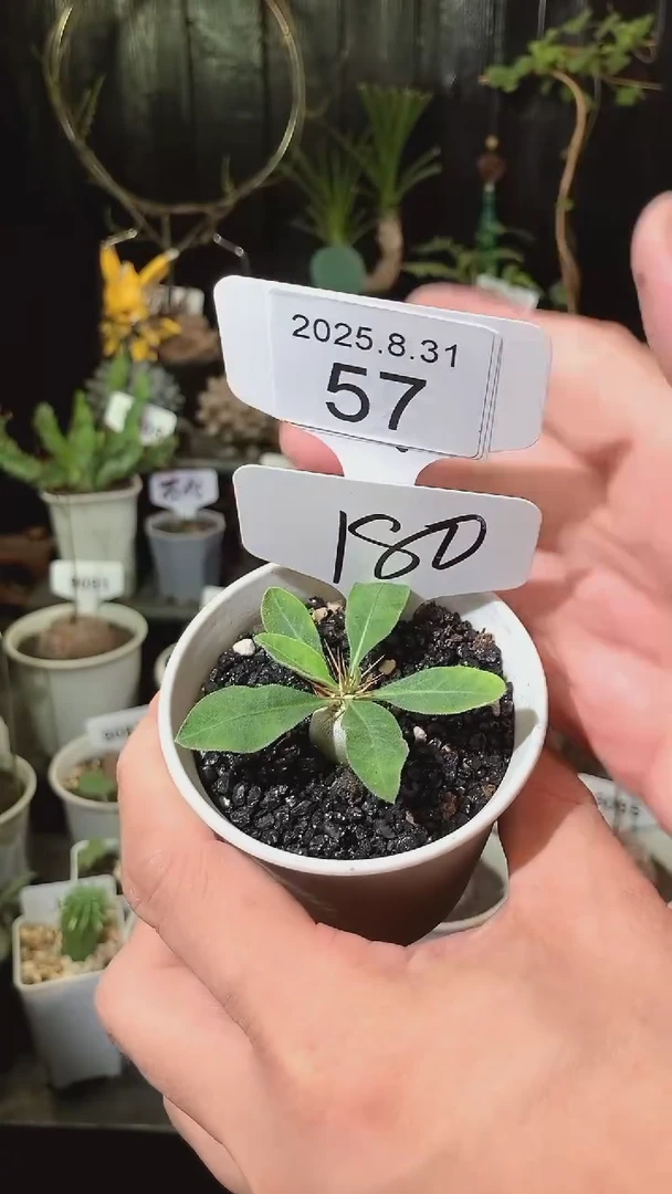 草****们57号831福利光堂带盆