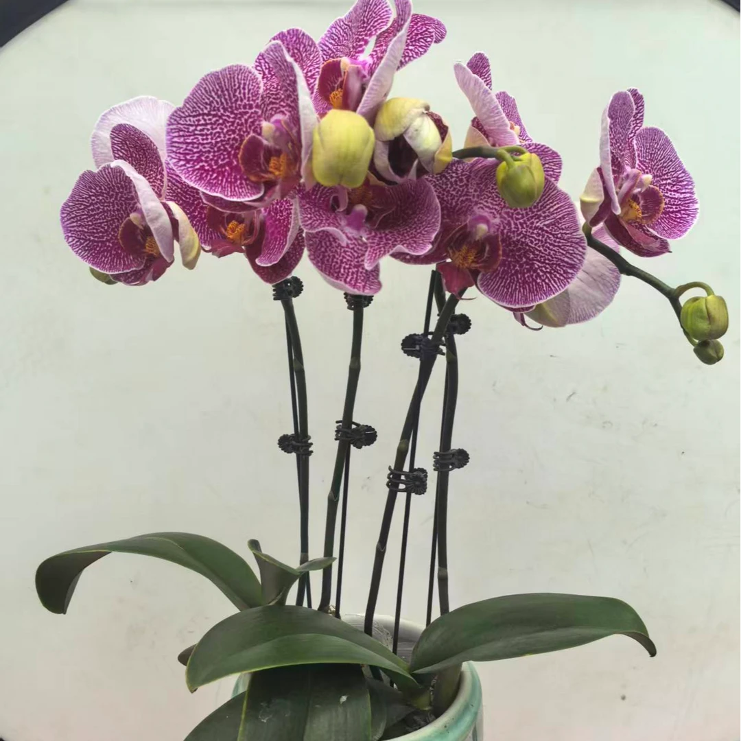 【大豹斑】带花带花苞单双梗