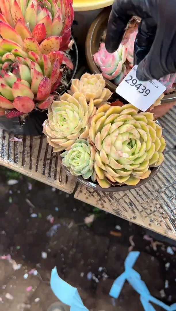 6***幺阿迷洲多肉29439