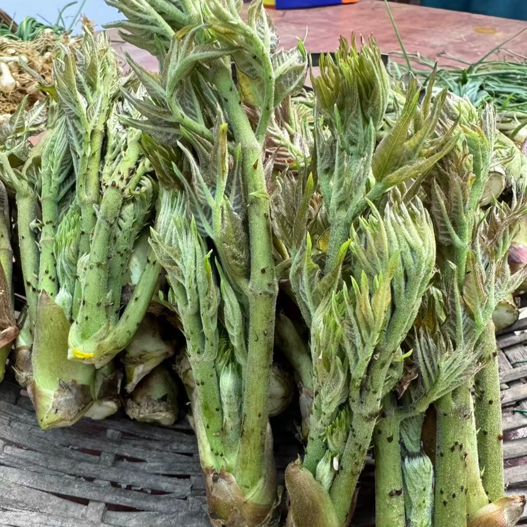 农家采摘刺老芽新鲜刺嫩芽野菜山菜