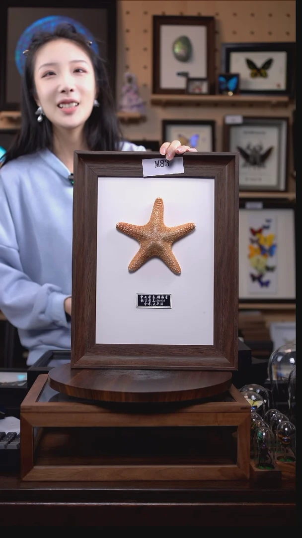 胖海星标本摆件  m83