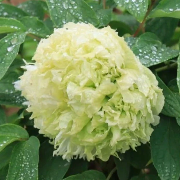 【绿幕隐玉牡丹】绿色系观赏牡丹花苗耐寒阳台盆栽庭院种植  裸根苗