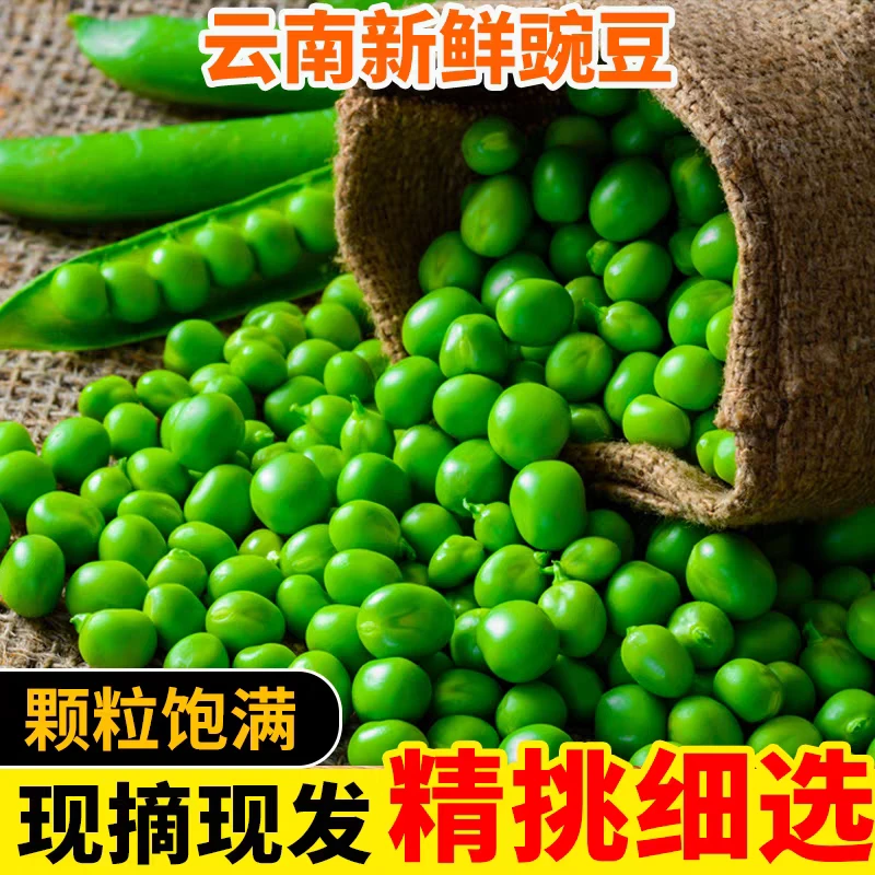 云南甜脆嫩豌豆高原露天种植带壳豆豌荚新鲜蔬菜产地现摘现发