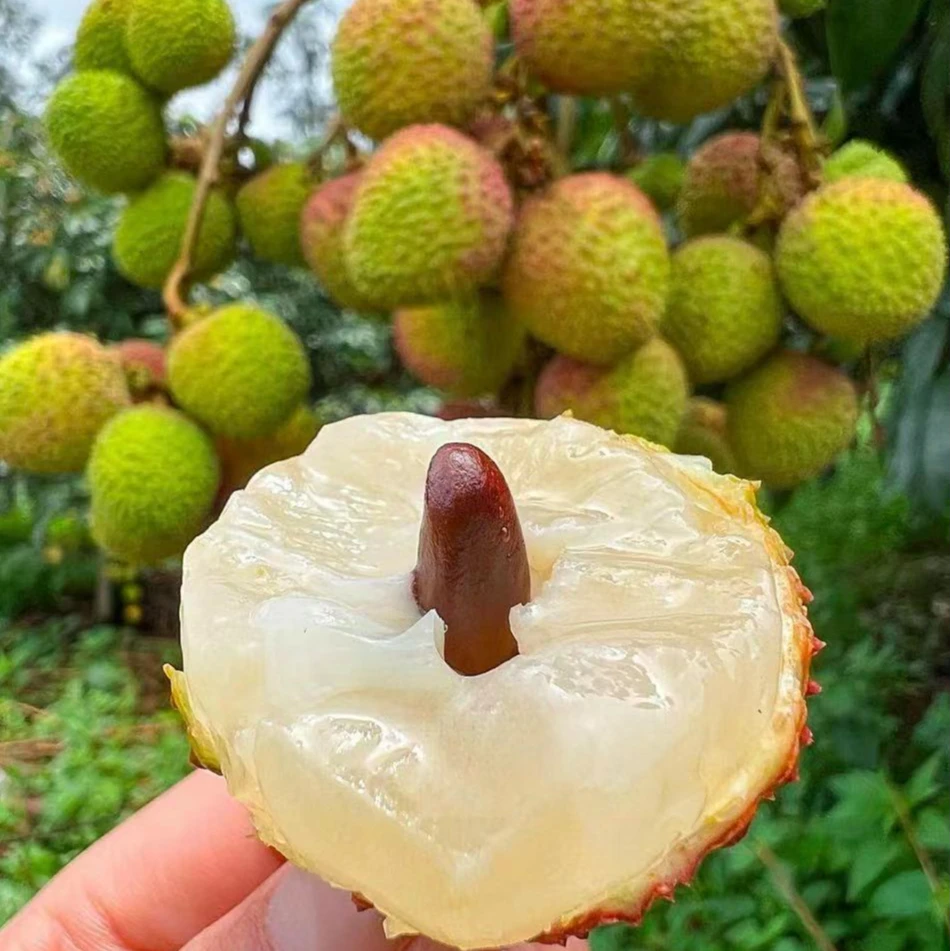 【京东/顺丰全程冷链】高州老树妃子笑荔枝新鲜采摘皮薄肉厚礼盒