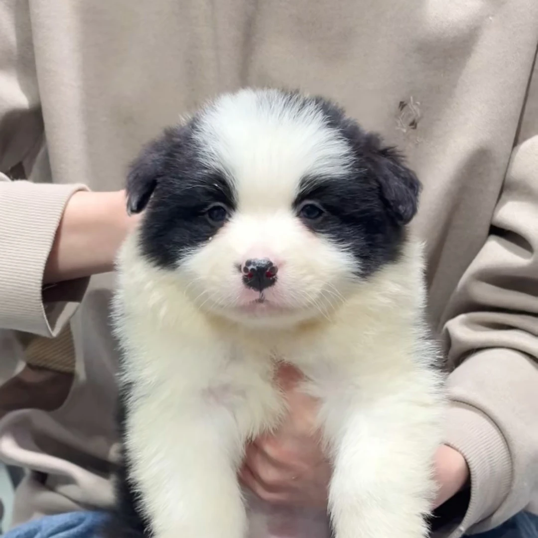 （拾艺）黑白1号边牧弟弟-一狗一拍-全款链接