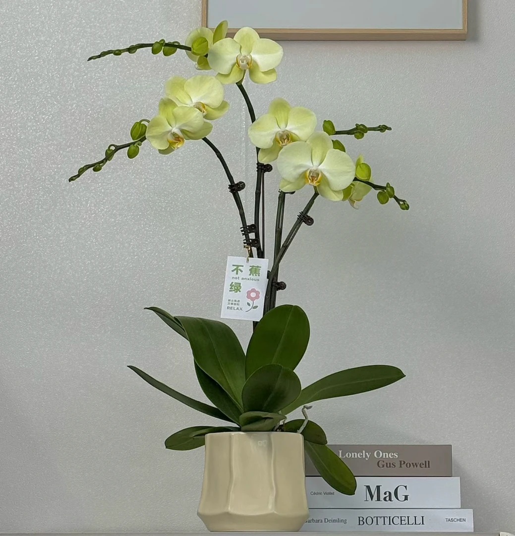 鲜花精选【绿地球】黄绿色蝴蝶兰四季爆款花卉室内美观带花带花苞