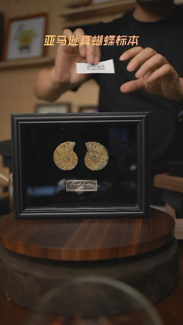 化石标本摆件E232