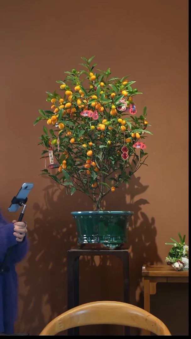 全部花朵金枣景盆景盆景