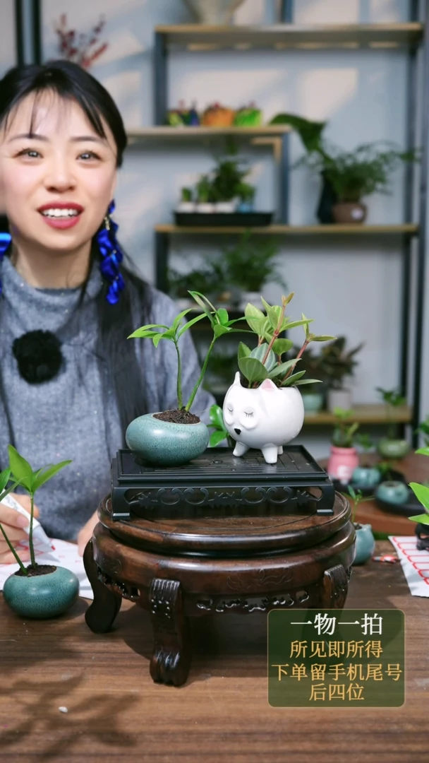 【闪购商品】139--8612轮叶白+竹柏绿