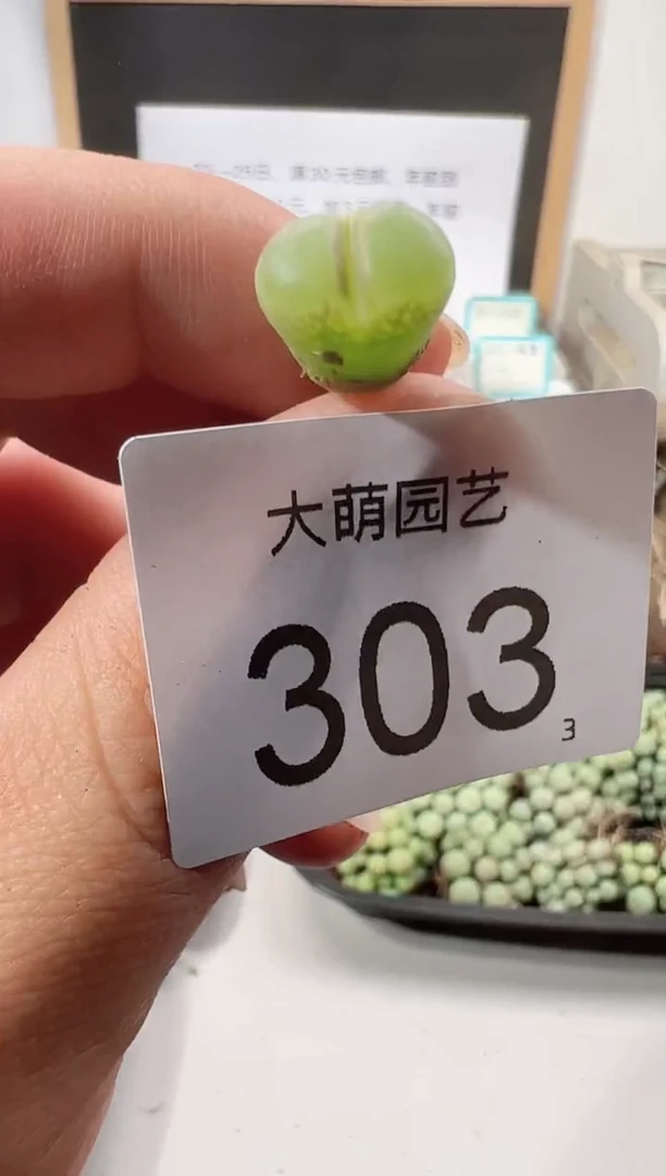 【闪购商品】+++++303