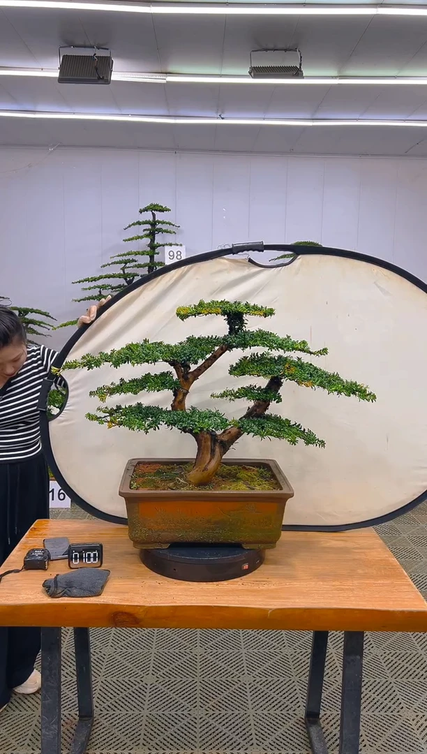 无花朵一物一拍一物一拍
