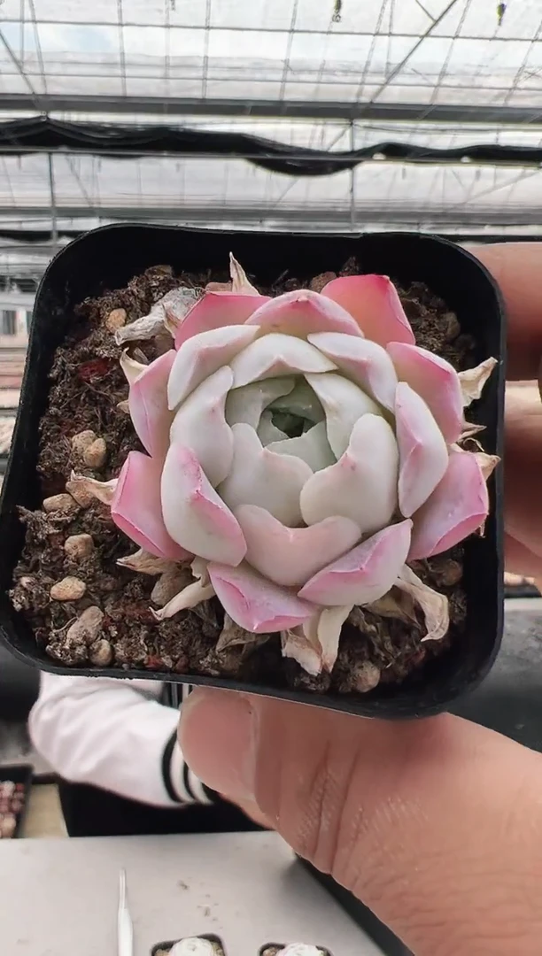 【闪购商品】东云解药多肉-10