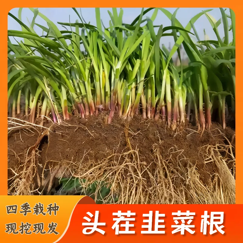 山东红根韭菜现挖现发新根宽叶小香韭菜种子四季阳台盆栽多茬收割