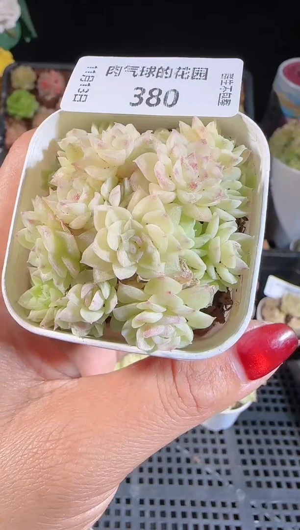 1113-380群生不包整