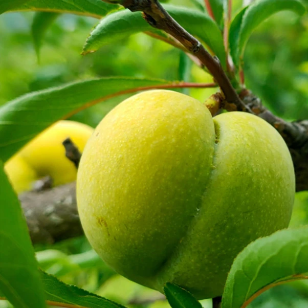 正宗六马蜂糖李新鲜现摘现发脆甜爽口脱骨孕妇水果