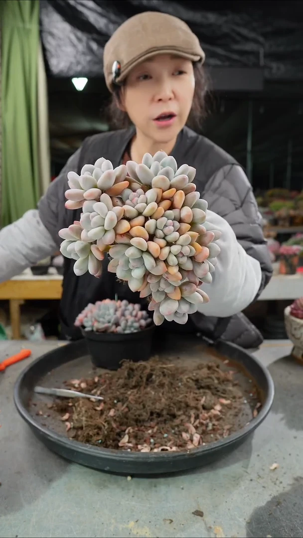 香水大群         肉