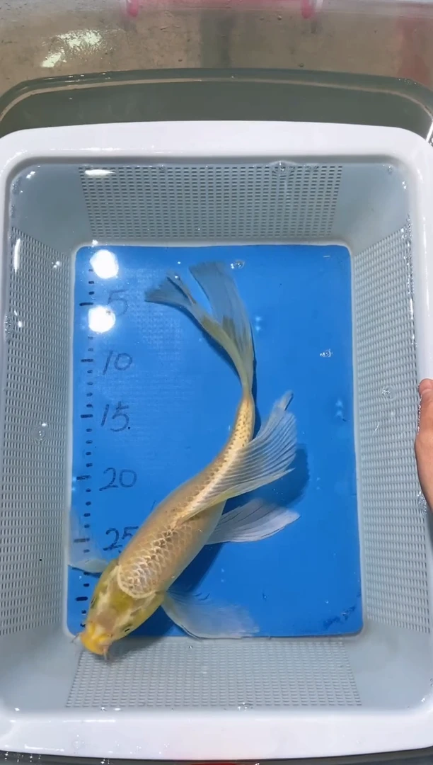 锦鲤锦鲤蝴蝶鲤鱼拍开箱视频包售后微瑕