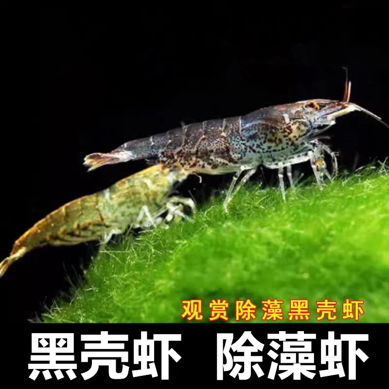 观赏除藻黑壳虾除藻工具鱼虾清洁虾黑壳虾除藻虾
