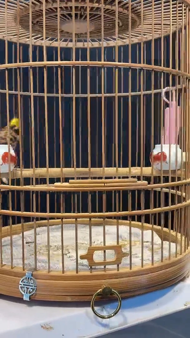 50号虎头风 养笼0元起拍