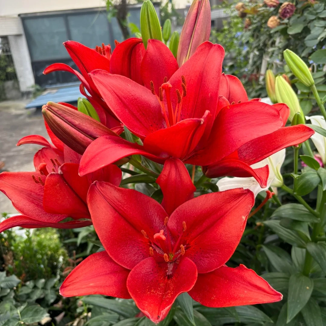 新款花盆进口百合种球四季阳台庭院盆栽地栽室内室外花卉盆景绿植