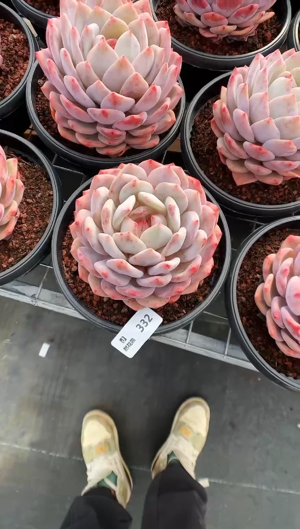 【闪购商品】332梦露一物一拍