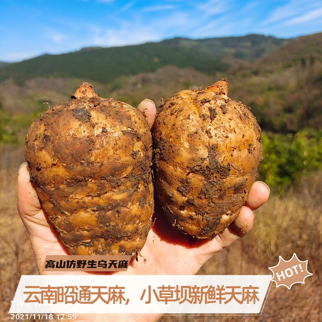 正宗云南昭通天麻小草坝天麻仿野生乌天麻坏果包赔云南新鲜天麻