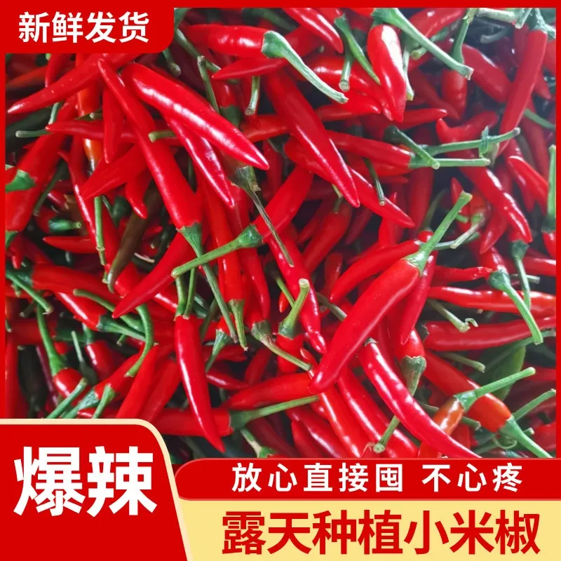 【新鲜采摘】产地直发辣椒小米辣朝天椒现摘现发蔬菜批发餐饮调味料