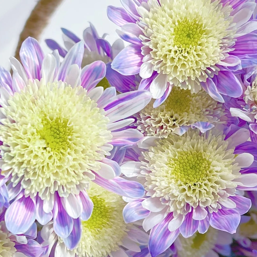 吸色紫色荷包蛋小雏菊一把   云南基地直发 批发一手货源家养水养