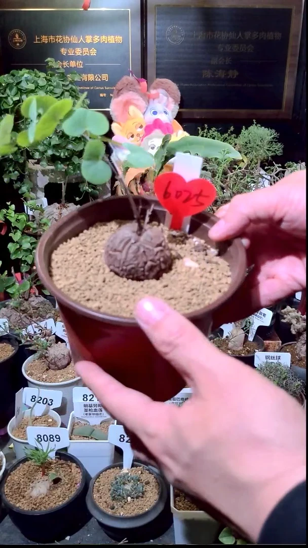 6025号0104精品植物南非龟甲龙单颗