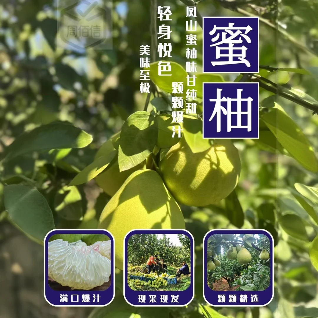 【富硒大柚子2个江西凤山蜜柚新鲜现摘现发多汁白心香甜柚子金兰柚
