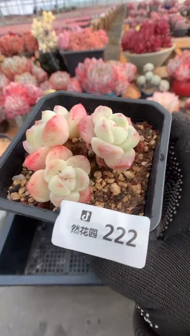 222冰玉多肉植物一物一拍