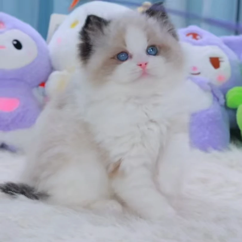 （ 大奇不懂猫）T金渐层 蓝金渐层 拿破仑 曼基康 布偶猫猫活体