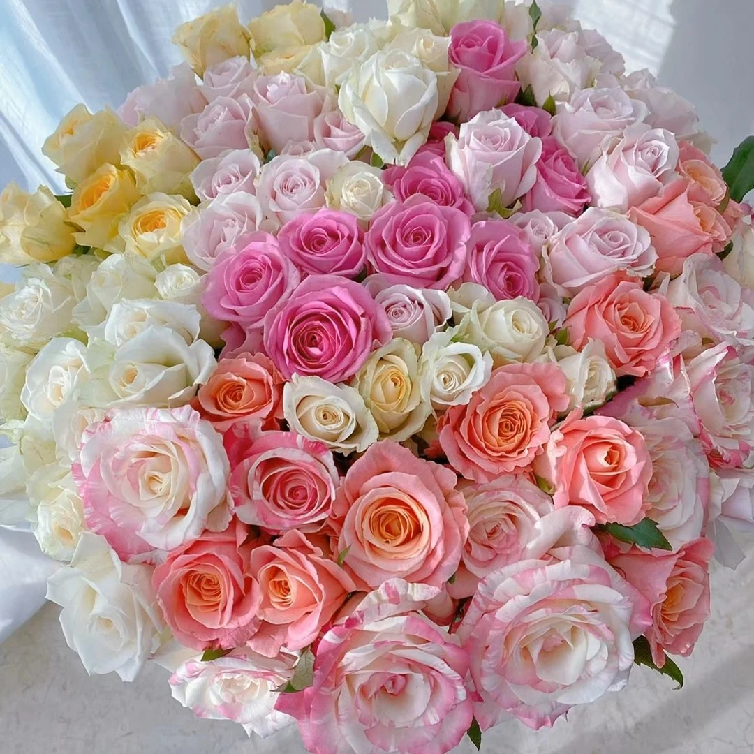 【不指定颜色玫瑰 】【叁叁专属】 云南基地直发鲜花批发包邮